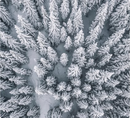 An overhead shot of alpine trees from Vail CO