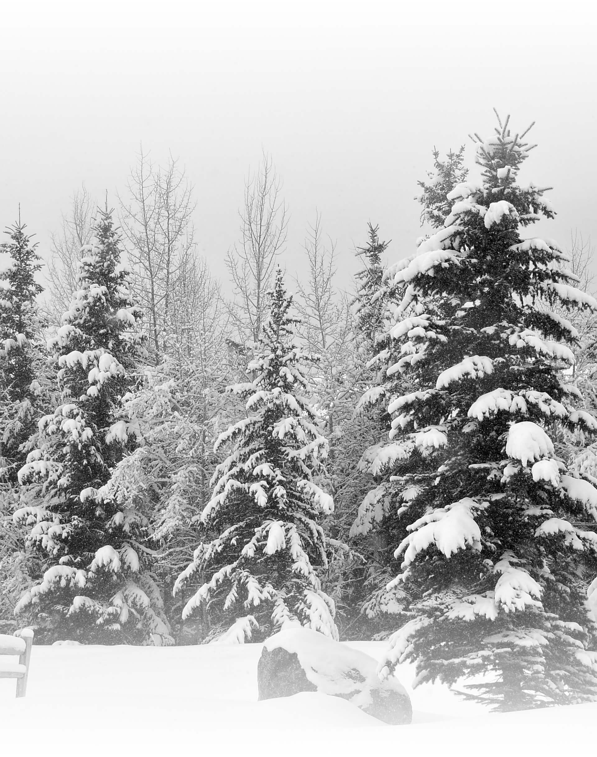 Snowy and wintery trees in Vail CO