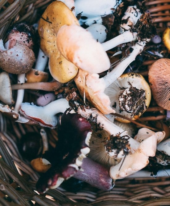 A wicker basket of wild harvested mushrooms